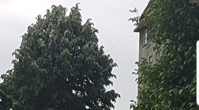 Tei nemarcați, tăiați în Motru! Ecologiștii critică ciopârțirea și neplantarea niciunui copac de 4 ani