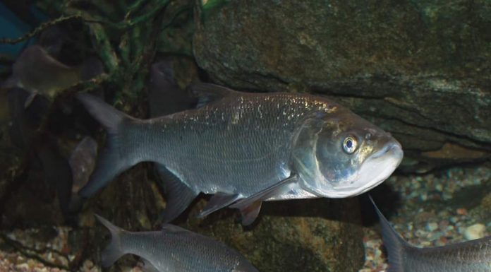 Aviz pescarilor! Jiul, populat cu o specie de pește nemaintâlnită de 50 de ani