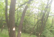 Direcția Silvică Gorj confirmă că salcâmii din Leurda se vor tăia! Motivul: regenerarea pădurii