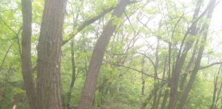 Direcția Silvică Gorj confirmă că salcâmii din Leurda se vor tăia! Motivul: regenerarea pădurii