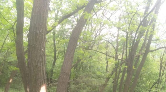 Direcția Silvică Gorj confirmă că salcâmii din Leurda se vor tăia! Motivul: regenerarea pădurii