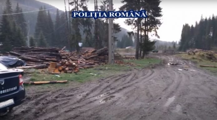 Primele rețineri în urma perchezițiilor făcute în patru județe! Un administrator din Gorj, la audieri