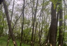 VIDEO: Pădurea localnicilor din Leurda va fi tăiată în rast! Salcâmii, marcați în totalitate de ocolul silvic