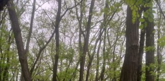 VIDEO: Pădurea localnicilor din Leurda va fi tăiată în rast! Salcâmii, marcați în totalitate de ocolul silvic