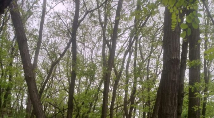 VIDEO: Pădurea localnicilor din Leurda va fi tăiată în rast! Salcâmii, marcați în totalitate de ocolul silvic