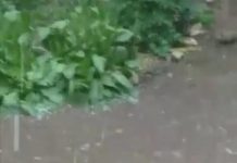 Potop la Cătunele: A dat cu piatră de trozneau țiglele de pe case, via afectată!