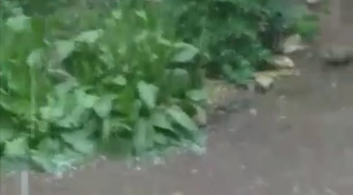 Potop la Cătunele: A dat cu piatră de trozneau țiglele de pe case, via afectată!