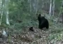 Video: O ursoaică cu doi pui i-a tăiat calea unui fost politician!