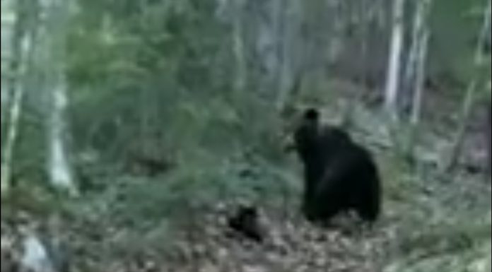 Video: O ursoaică cu doi pui i-a tăiat calea unui fost politician!