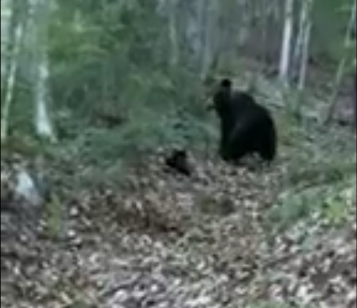 Screenshot_20200522_222302