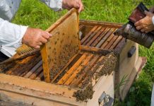 Sprijin financiar de peste 150 de milioane de lei prin Programul Național Apicol 2020-2022