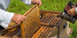 Sprijin financiar de peste 150 de milioane de lei prin Programul Național Apicol 2020-2022