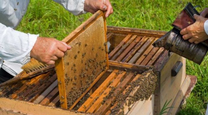 Sprijin financiar de peste 150 de milioane de lei prin Programul Național Apicol 2020-2022