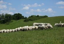 APIA efectuează plata ajutorului de stat în sectorul creşterii animalelor