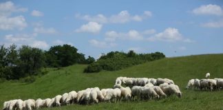 APIA efectuează plata ajutorului de stat în sectorul creşterii animalelor