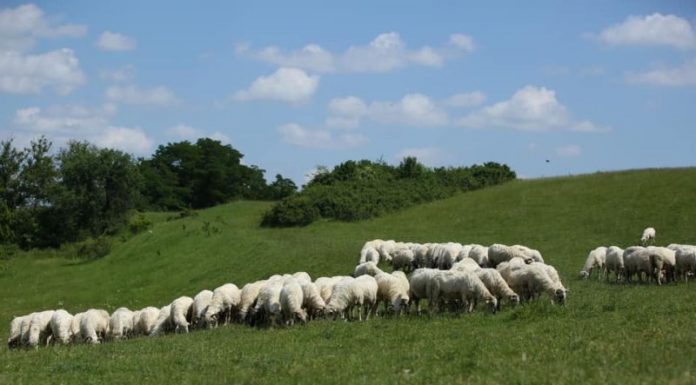 APIA efectuează plata ajutorului de stat în sectorul creşterii animalelor