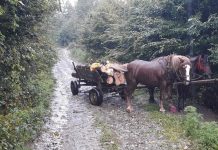 Furt de lemne la Schela și Bolboși