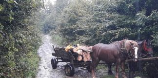 Furt de lemne la Schela și Bolboși