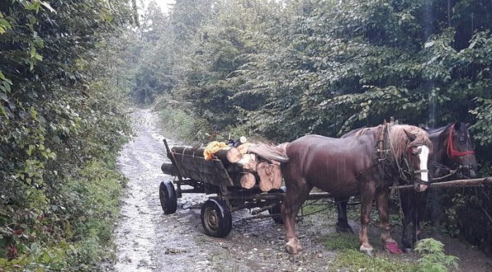 Furt de lemne la Schela și Bolboși
