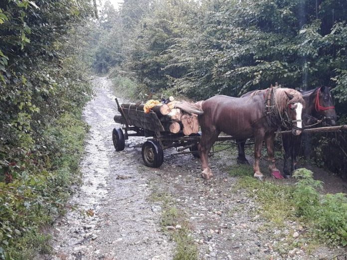 caruta-furt-lemne-Bocsa1