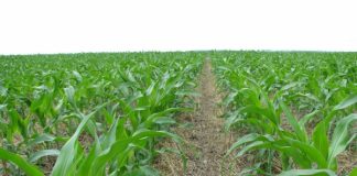 Agricultura pe înțelesul tuturor – Vine vara secetoasă