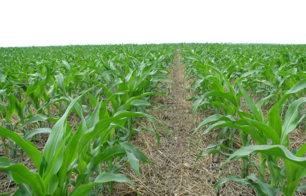 Agricultura pe înțelesul tuturor – Vine vara secetoasă