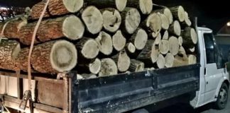 Pagubă totală pentru un şofer prins cu lemne fără acte