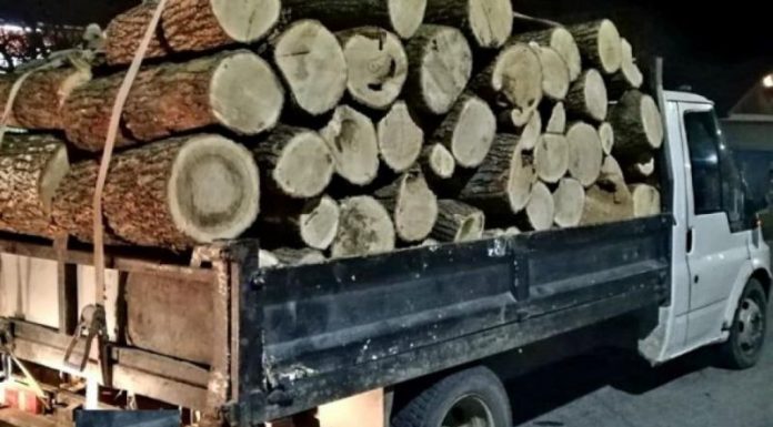 Pagubă totală pentru un şofer prins cu lemne fără acte