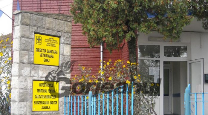 Program decalat şi salariaţi „testaţi” cu termometrul, la DSVSA Gorj