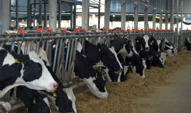 Primarii au mână liberă să închidă fermele de animale