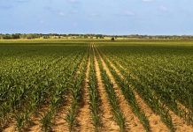 Agricultura pe înțelesul tuturor – Fertilizarea corectă a porumbului