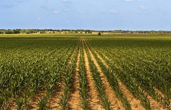 Agricultura pe înțelesul tuturor – Fertilizarea corectă a porumbului