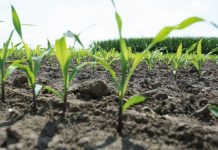 Agricultura pe înțelesul tuturor – Graficul lucrărilor agricole în luna mai