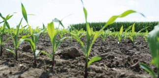 Agricultura pe înțelesul tuturor – Graficul lucrărilor agricole în luna mai