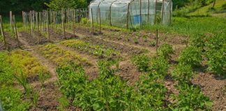 Agricultura pe înțelesul tuturor – Vine vara secetoasă