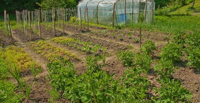 Agricultura pe înțelesul tuturor – Vine vara secetoasă