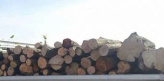 Furt de lemne, descoperit de polițiști în urma unui control în trafic