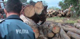 Peste 60 de metri cubi de lemne, confiscați de polițiști