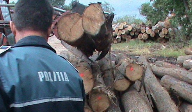 Rețineri în dosarul Mafia pădurilor din Gorj: Șef de ocol silvic, un afacerist, dar și pădurari, în arest