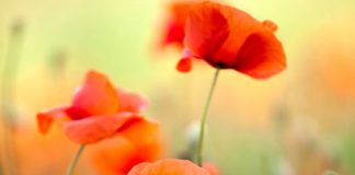 Macul (Papaver rhoeas) – beneficii şi proprietăţi