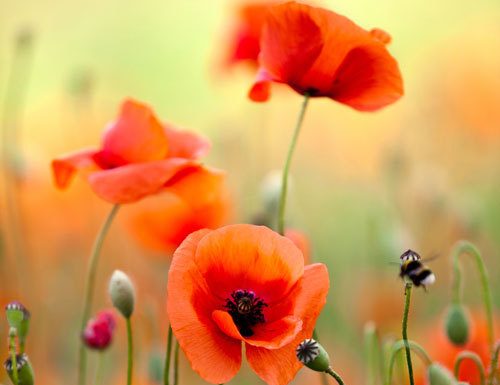 Macul (Papaver rhoeas) – beneficii şi proprietăţi