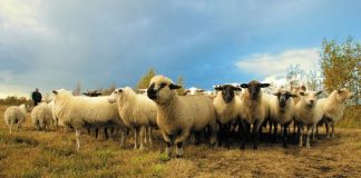 Amenzi la Novaci pentru un crescător de ovine și o farmacie veterinară