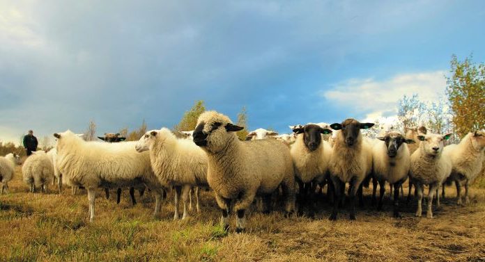 Amenzi la Novaci pentru un crescător de ovine și o farmacie veterinară