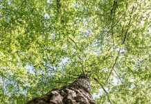 IPJ Gorj: „SPUNE STOP TĂIERILOR ILEGALE!”