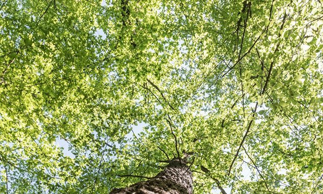 IPJ Gorj: „SPUNE STOP TĂIERILOR ILEGALE!”