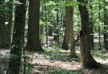 Plan național de împădurire