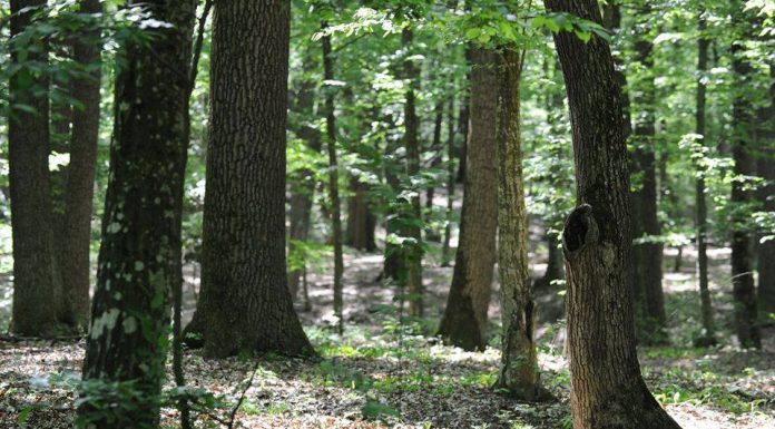 Fără tăieri de lemn în pădurile seculare din Gorj