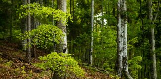 Ministrul Mediului: Suprafeţe dublate pentru pădurile virgine din Gorj