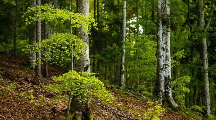 padure-virgina-800x445