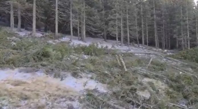 Video: Se taie pădurea la Rânca! Corpul de Control al Romsilva, chemat la fața locului